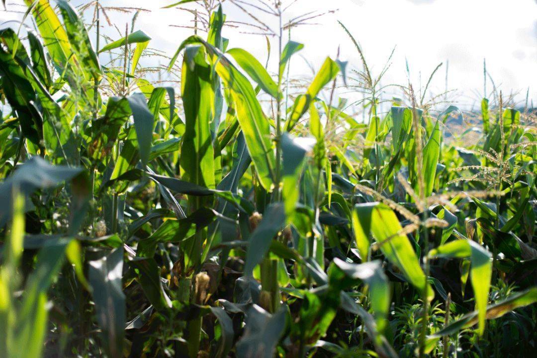 解药|解药很甜思念很玄