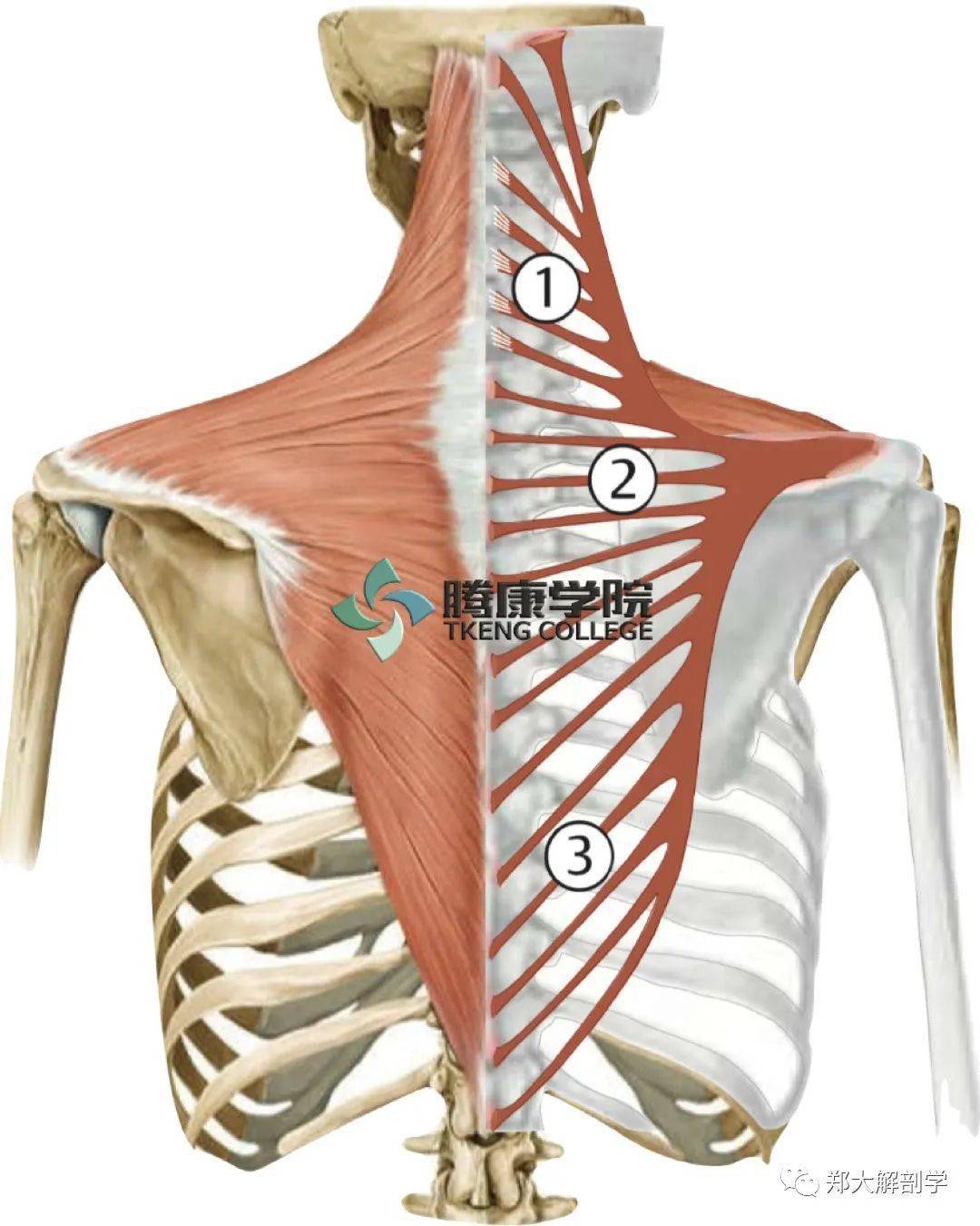图35 肩胛骨-人体解剖组织学-医学