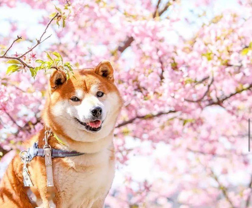 100张网红日本柴犬の美照治愈了无数人愿山河无恙岁月无殇