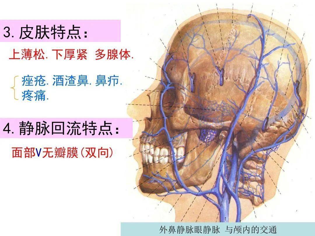 鼻的影像解剖