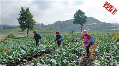 威宁县|搬迁户成立合作社：现在种菜也是就业