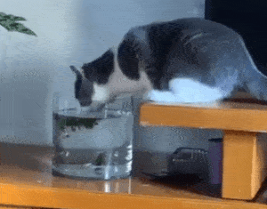 细思极恐,有些猫表面上在喝鱼缸里的水,背地里却