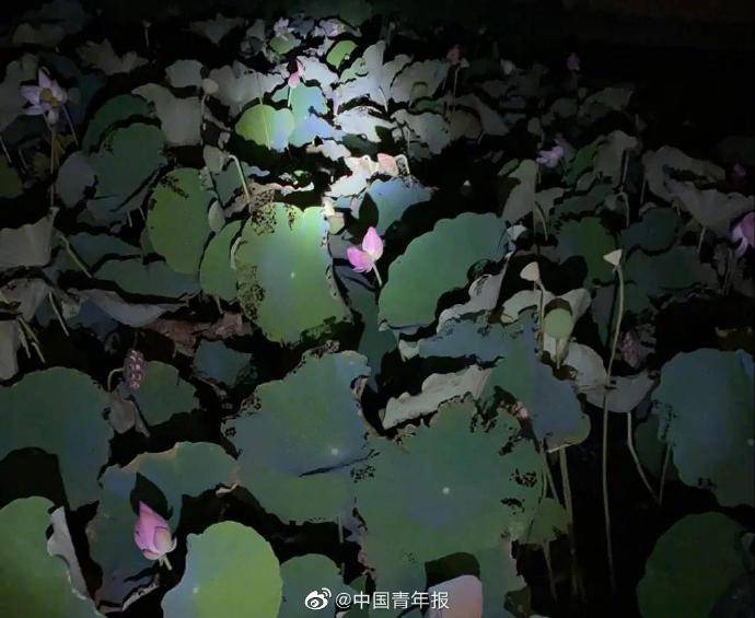 高校|10万分之一的概率！高校惊现罕见景象，美！