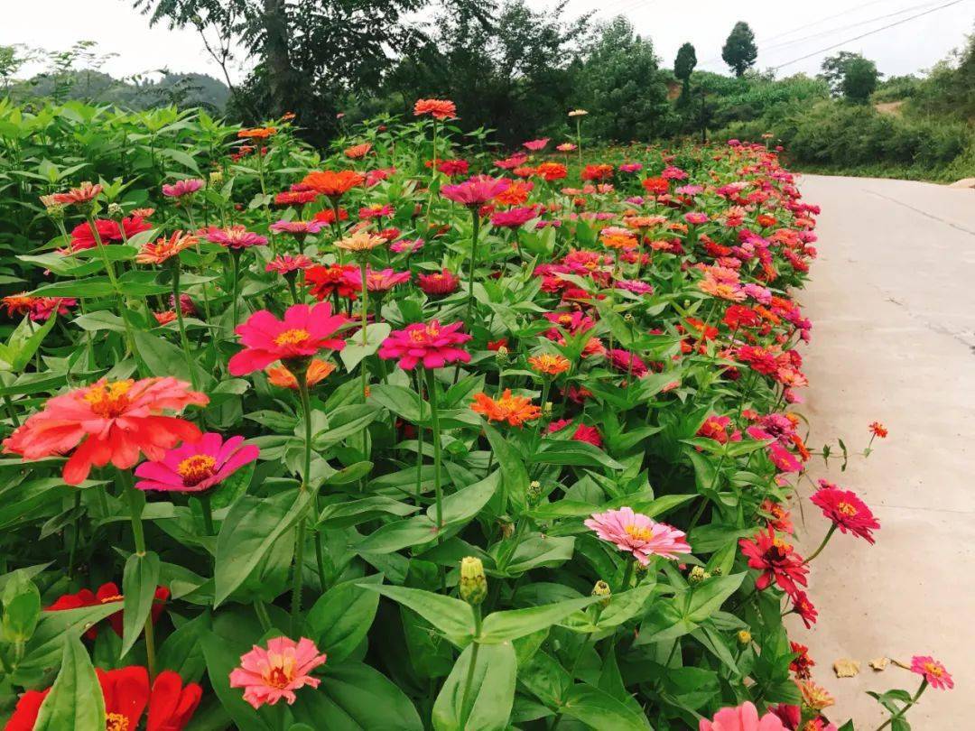 进入盛夏时节,显龙镇公路沿线"花海长廊"栽种的十样景花竞相怒放,五彩