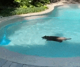 5058174e64a54386a47fce771d759bef.gif