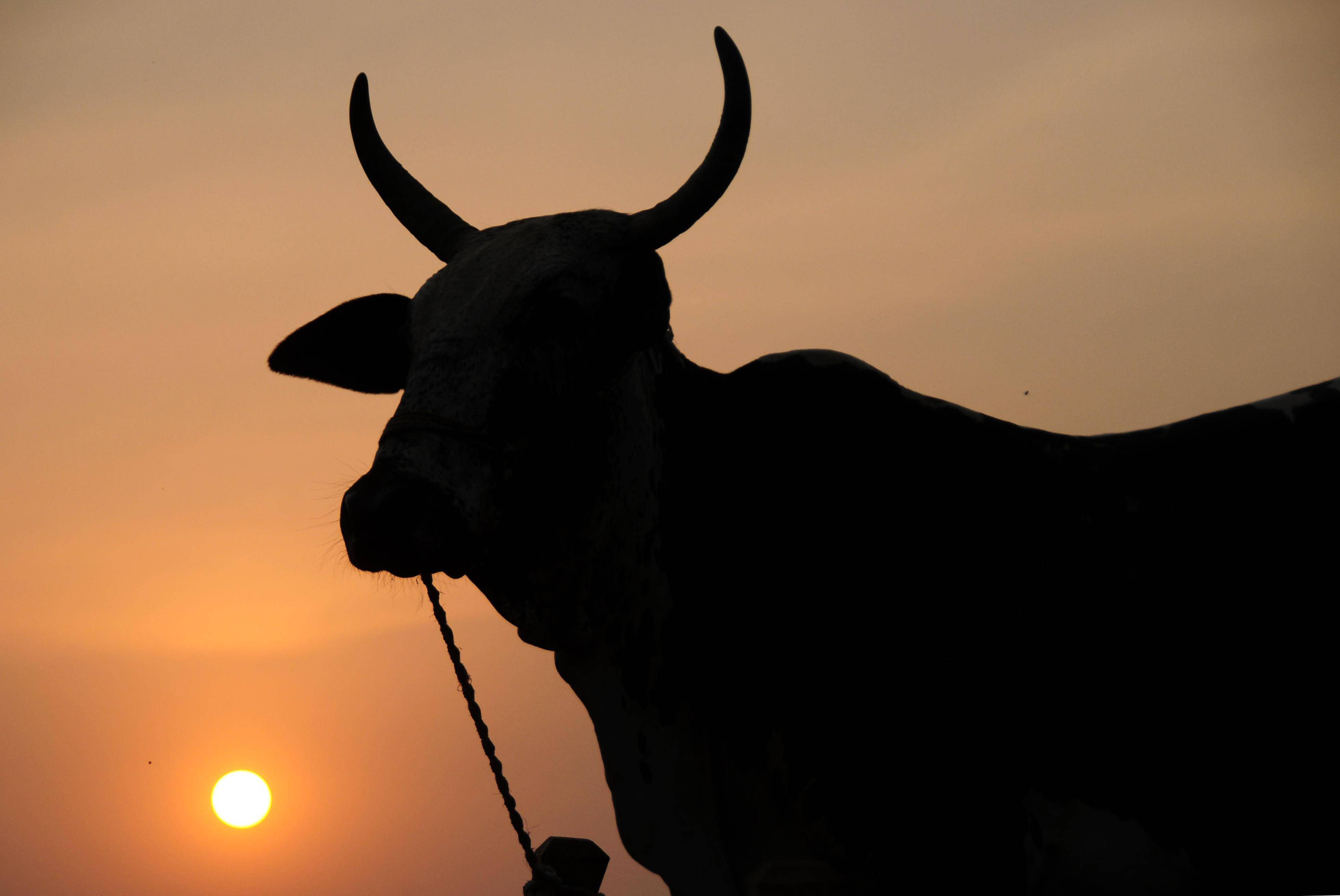 牲畜|迎接宰牲节