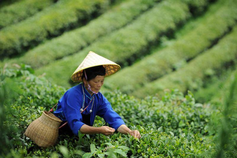 上市|茶企缺席A股27年 中国茶叶、澜沧古茶如何破局？