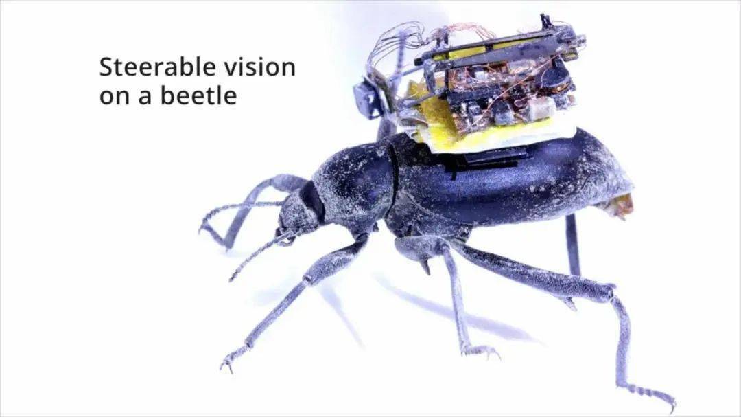 "蚁人"视角看世界,微型机器人gopro仅重0.