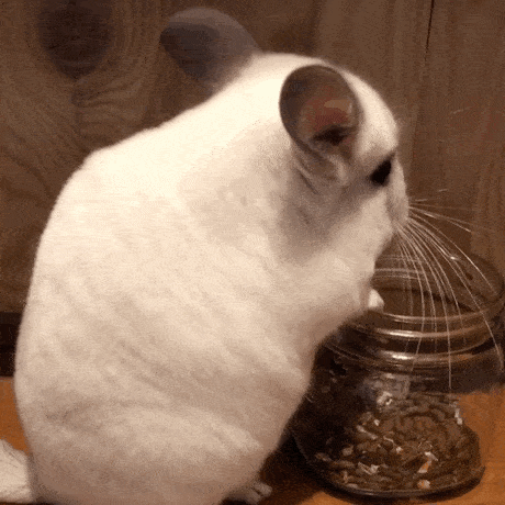 主人|龙猫应该吃什么?主人可千万别搞错!