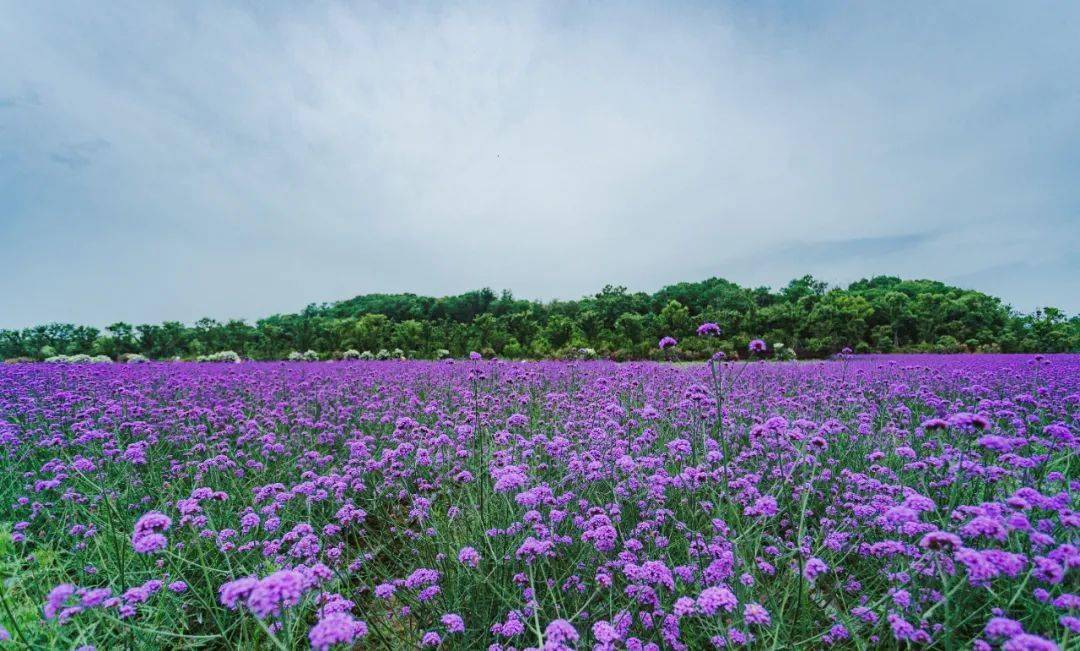 邂逅花海,夏日浪漫大片拍起来