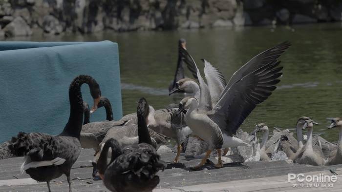 慢动作|2.6w还买不到？EOS R5玩8K视频，高端PC直接崩