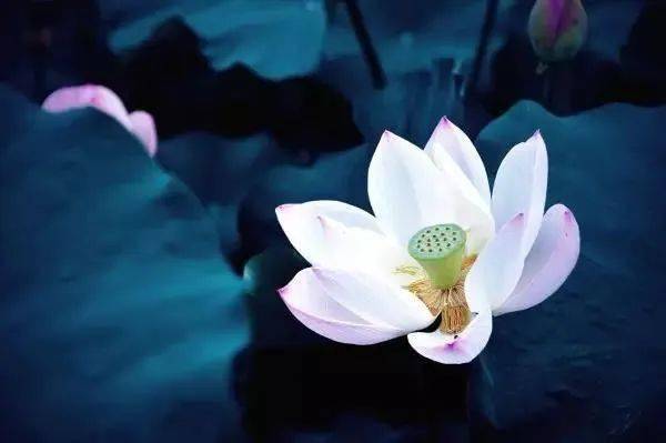 【砚外之艺】 佛造像中最美的元素——莲花