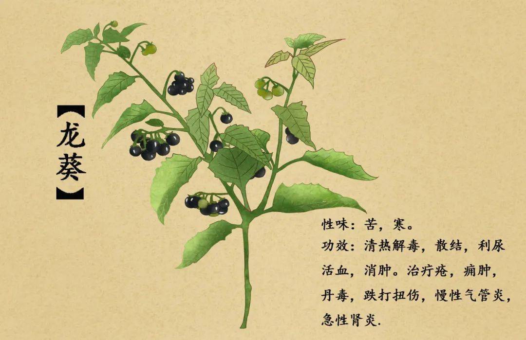 儿时野果"黑天天,竟然是抗癌降糖药_龙葵