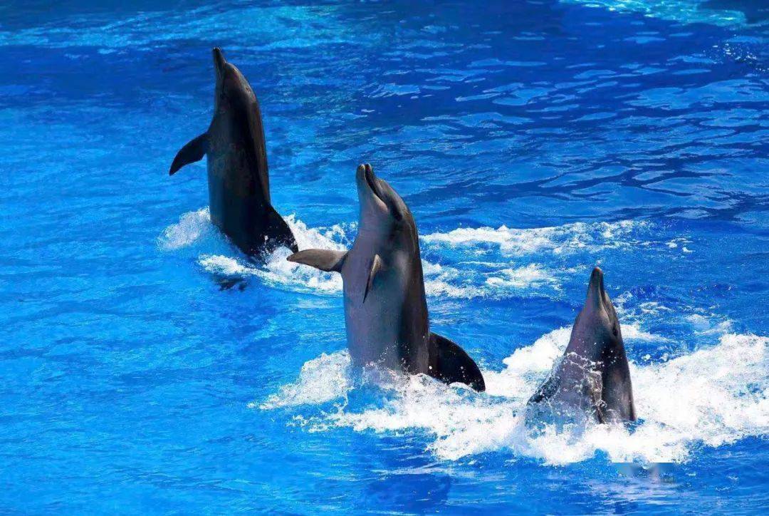 海洋之星2.0獠犬多少钱 91e7c4cb7862470cb2372db7588044dd.jpeg