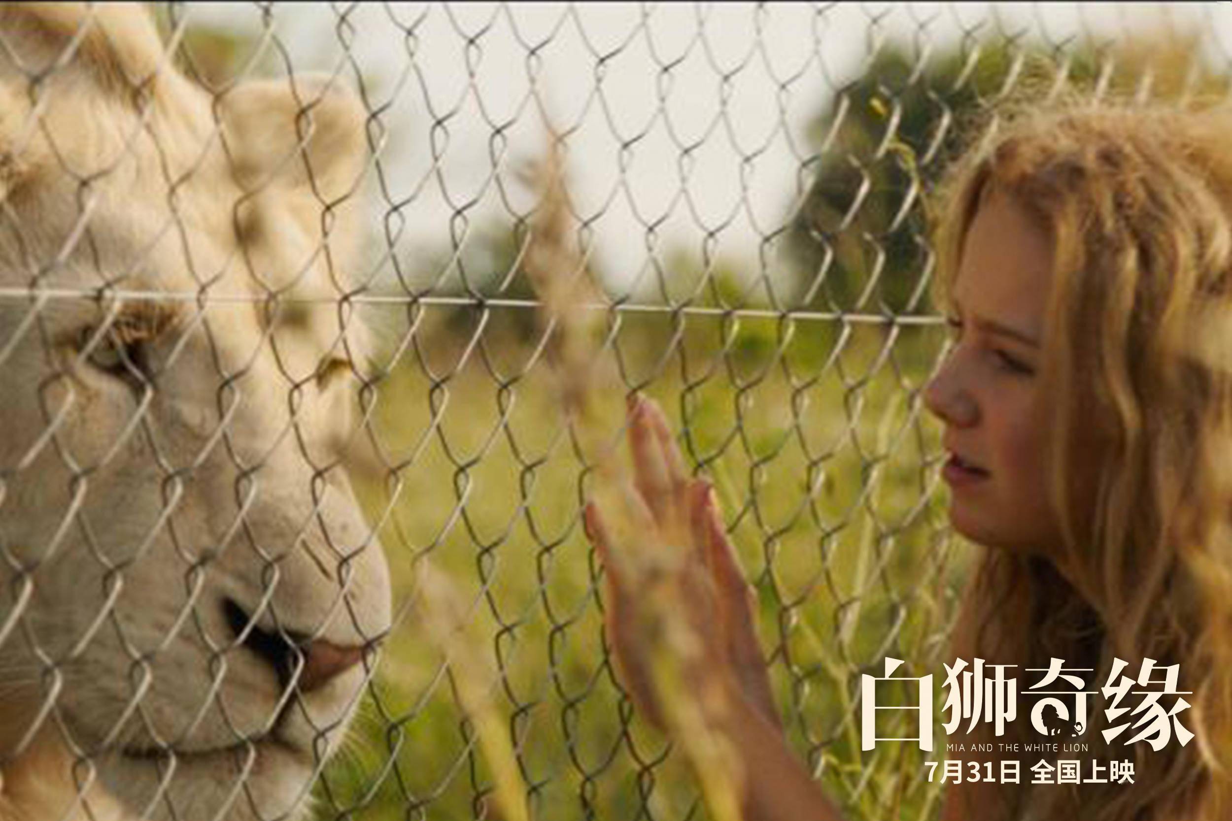 电影白狮奇缘今日上映硬核少女携珍稀猛宠开启2020治愈之旅