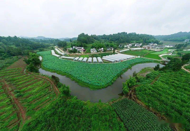 施家镇龙河村百香果种植基地