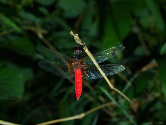 海口五源河发现红腹异蜻 !刷新海南蜻蜓种类新纪录