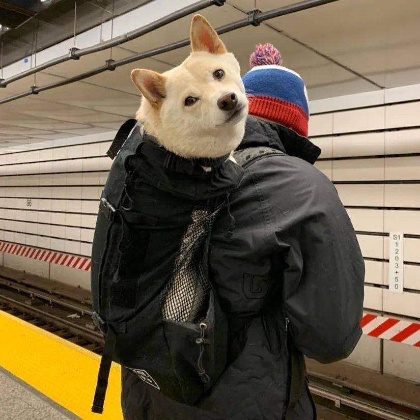 中型犬和大型犬就比较棘手啦 不过对于爱狗人士来说 一切都是有解决
