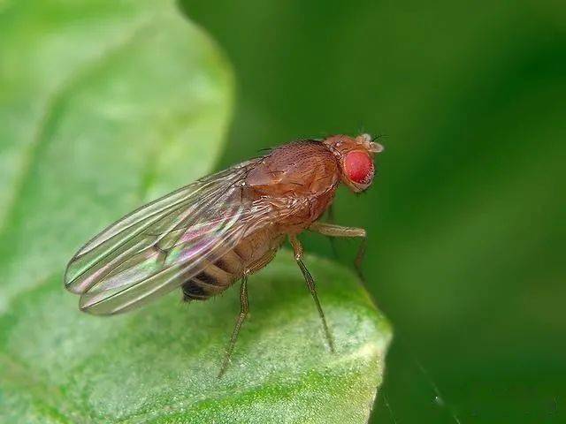 辟谣:果蝇爱吃水果?错,其实果蝇不吃水果,消灭它们有这些方法_夏天