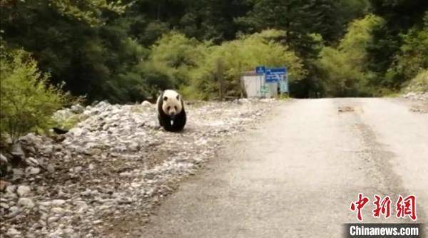 罗春平|四川平武王朗保护区近距离拍到野生大熊猫