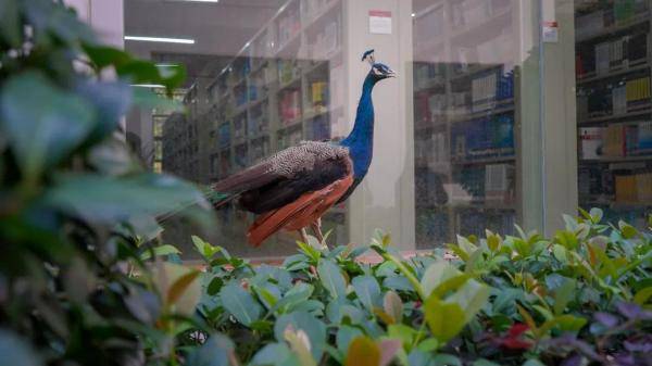 云南|“学霸”孔雀闯进云南一高校图书馆淡定“看书”