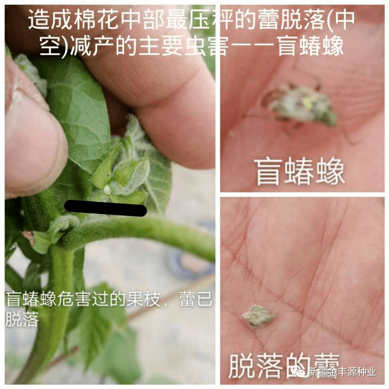 警惕盲蝽蟓对棉花的危害