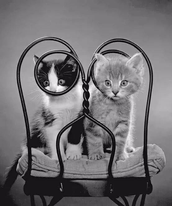 年拍|铲屎官必看!被誉为拍猫教父的他,70年拍猫历史全在这