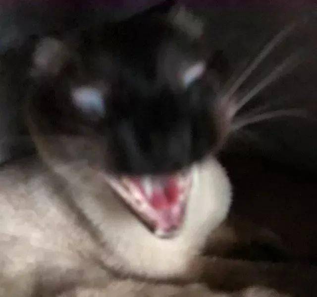 年拍|铲屎官必看!被誉为拍猫教父的他,70年拍猫历史全在这