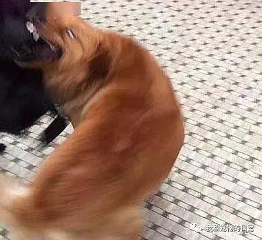 年拍|铲屎官必看!被誉为拍猫教父的他,70年拍猫历史全在这