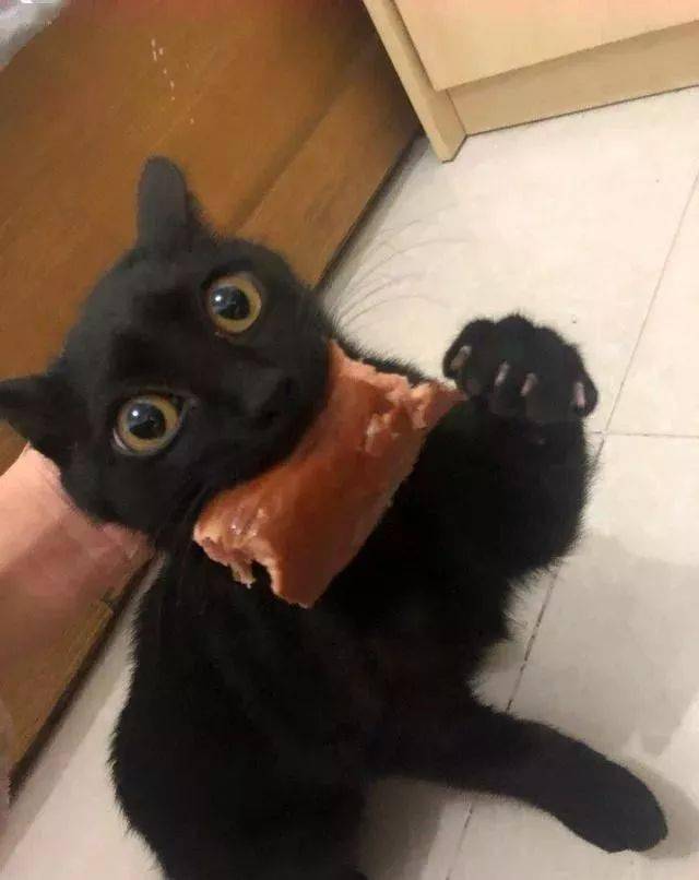 年拍|铲屎官必看!被誉为拍猫教父的他,70年拍猫历史全在这