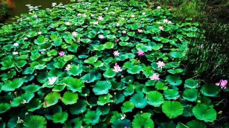 原山|【红色原山】山东原山艰苦创业教育基地｜夏