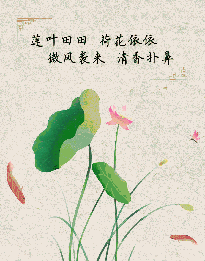 荷花|荷花，并不知道自己就是夏天