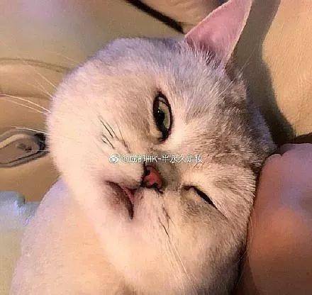 年拍|铲屎官必看!被誉为拍猫教父的他,70年拍猫历史全在这