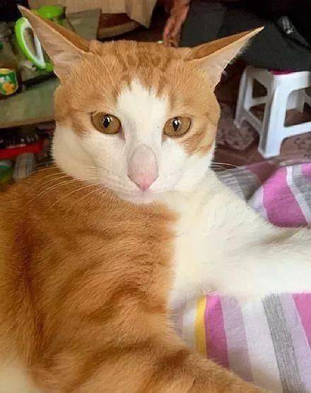 年拍|铲屎官必看!被誉为拍猫教父的他,70年拍猫历史全在这