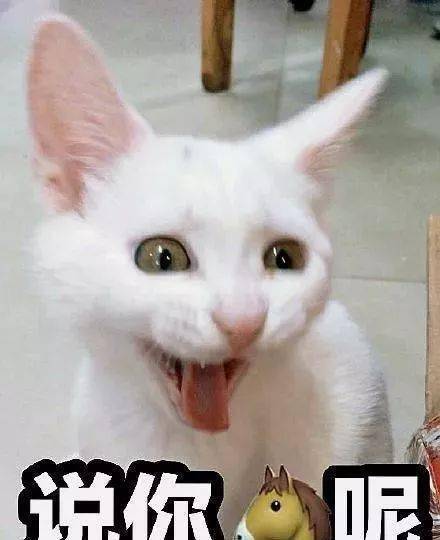 年拍|铲屎官必看!被誉为拍猫教父的他,70年拍猫历史全在这