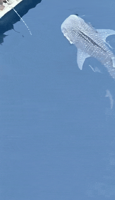 400_696 竖版 竖屏