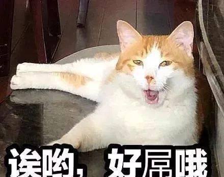 年拍|铲屎官必看!被誉为拍猫教父的他,70年拍猫历史全在这