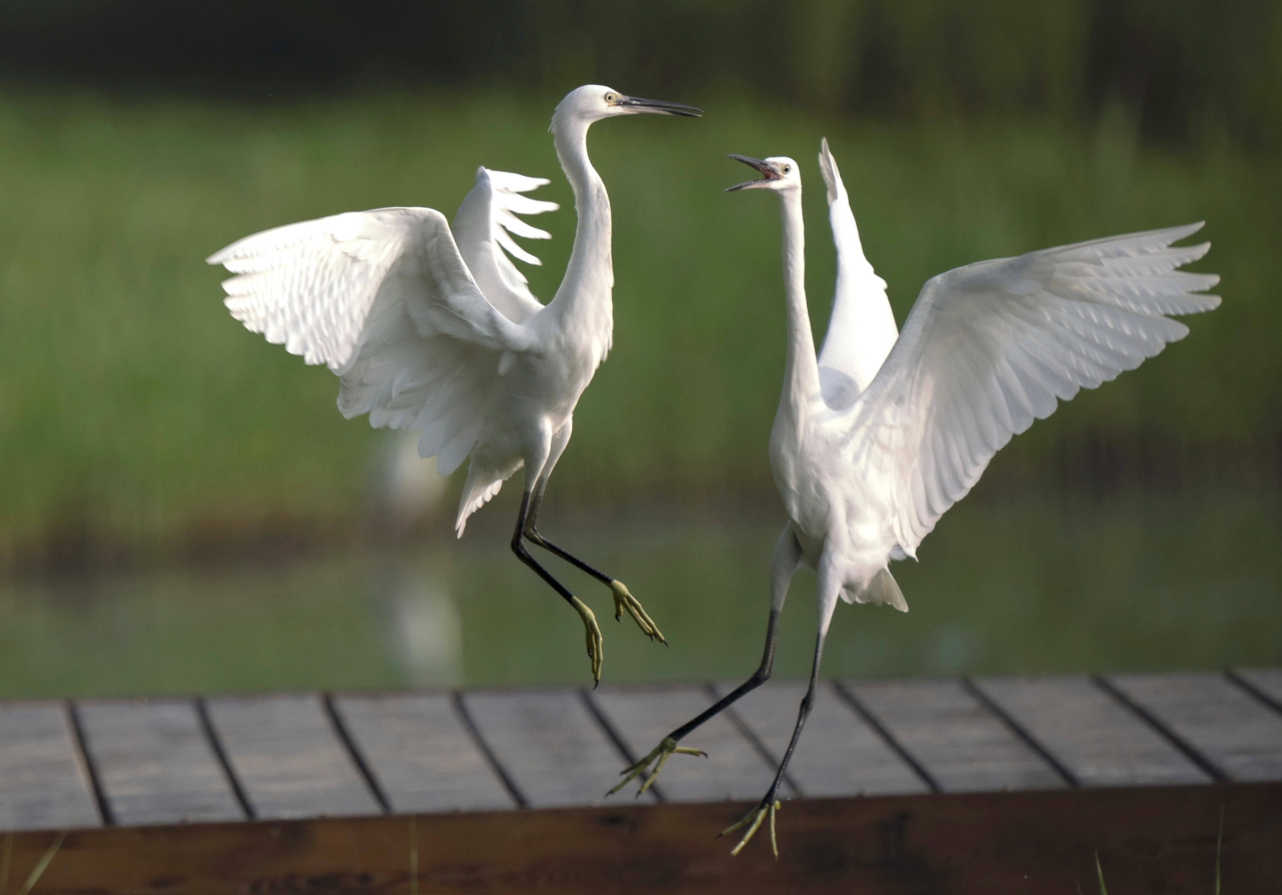新华社|河北唐山：鹭鸟南湖舞翩跹
