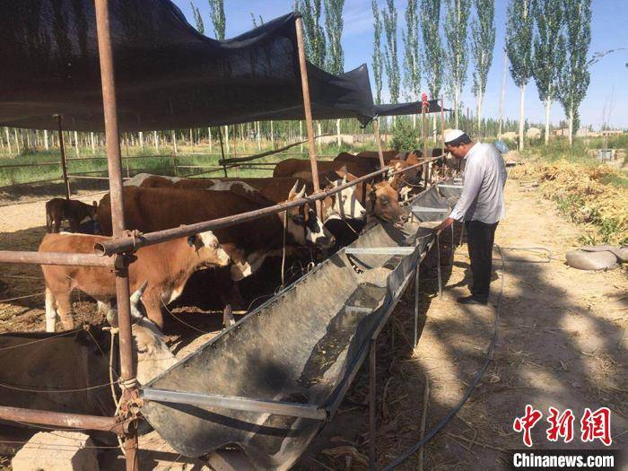 马由布|甘肃瓜州推养殖新模式 发展“短平快”项目助农增收