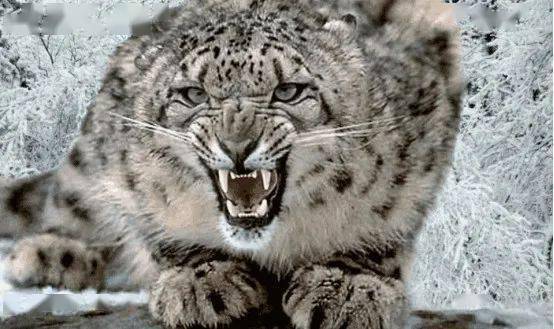 猫科动物实力排名_猫科动物大小排名图片(2)