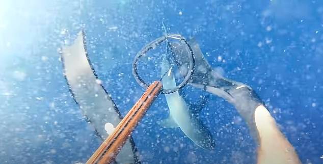 澳大利亚几名男子海中捕鱼 遇鲨鱼追击惊险逃脱