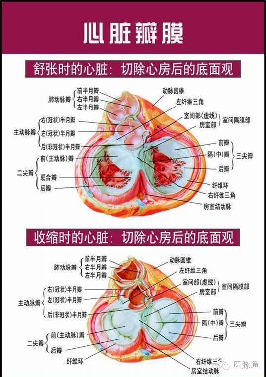 美图时刻唯美的心脏解剖图片