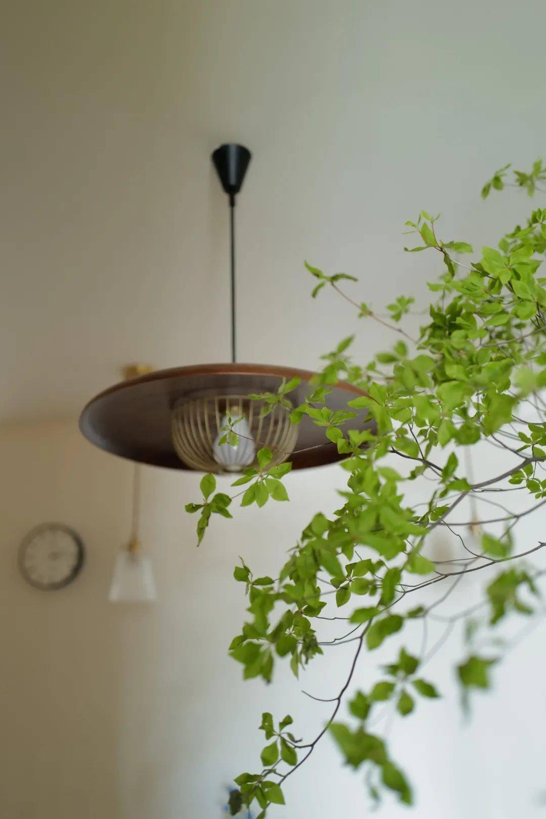 植物|她们的家，美得很让人种草