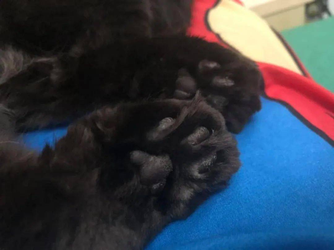 猫爪"尝"起来是什么味道?网友试了后:恩?花生味?