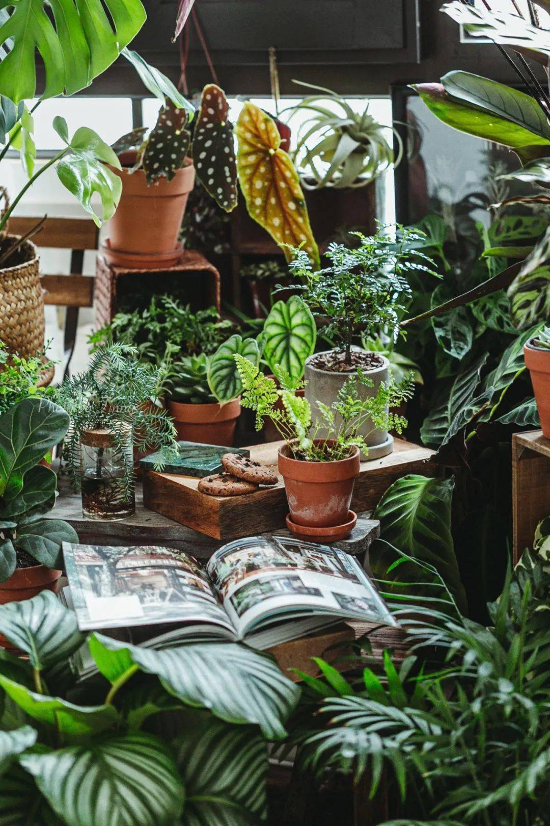 植物|她们的家，美得很让人种草