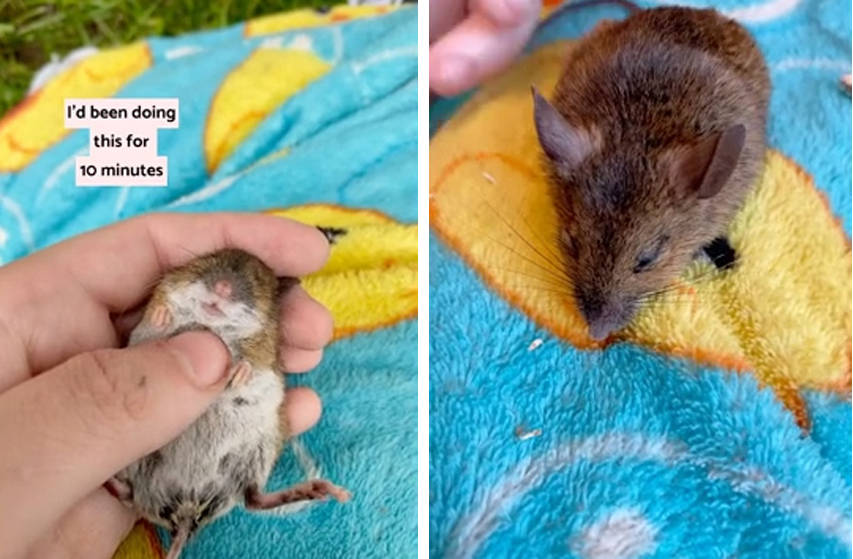 腹部|英国女子抢救一只死去田鼠 按压腹部10分钟后将其救活