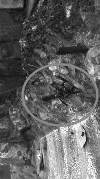 毒虫排行_路人频遭毒虫攻击_龙潭