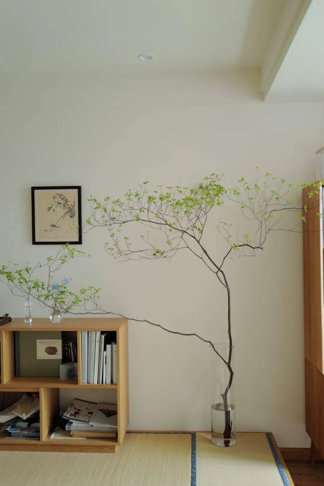 植物|她们的家，美得很让人种草