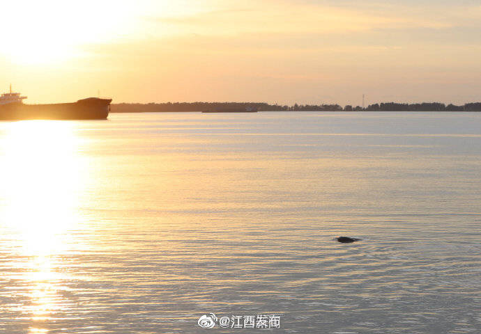 江西省|长江彭泽段现江豚迎浪嬉戏