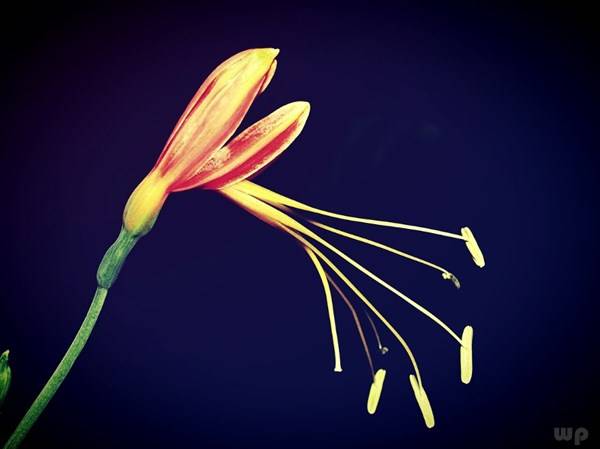 语录|晚安心语正能量语录，每一句都是心灵鸡汤！